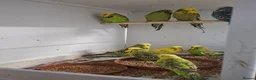 Budgerigars birds for sale: Young and adult budgies in Rotherham - Advert 4