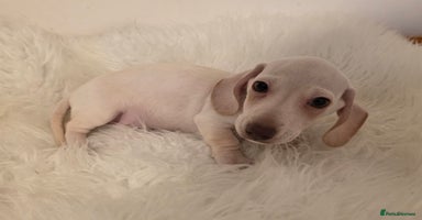 Miniature Dachshund dogs - Advert 14