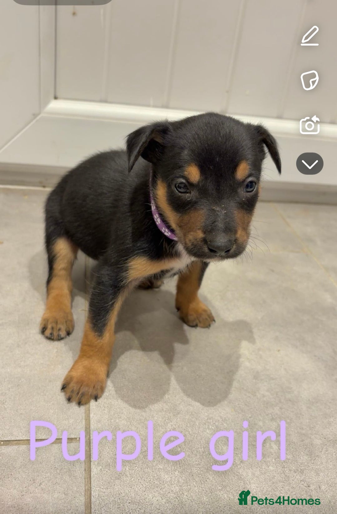 Mixed Breed dogs for sale: Kelpie x Huntaway pups  - Advert 6