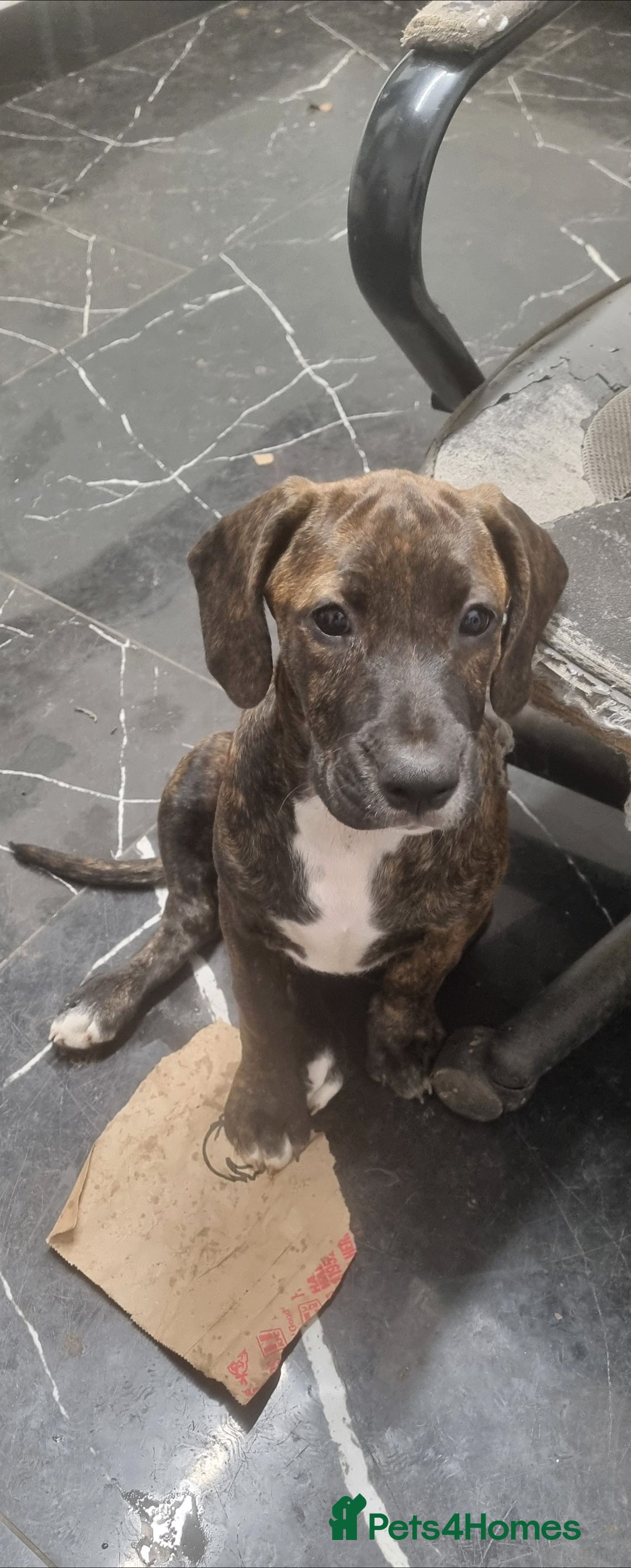 Mixed Breed dogs for sale: Cute little princess  - Image 4