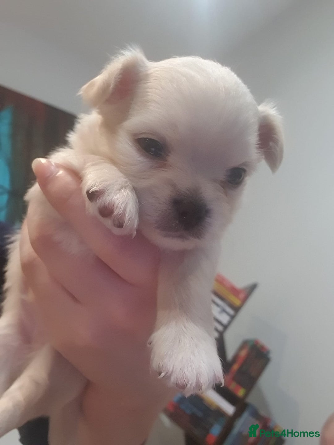 Chihuahua dogs for sale: Gorgeous Tiny Chihuahua Pups - Beautiful Cream Boy - Image 3