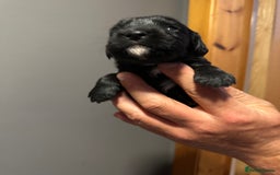 Cocker Spaniel dogs for sale: Kennel Club reg’d Cocker Puppies - Image 17
