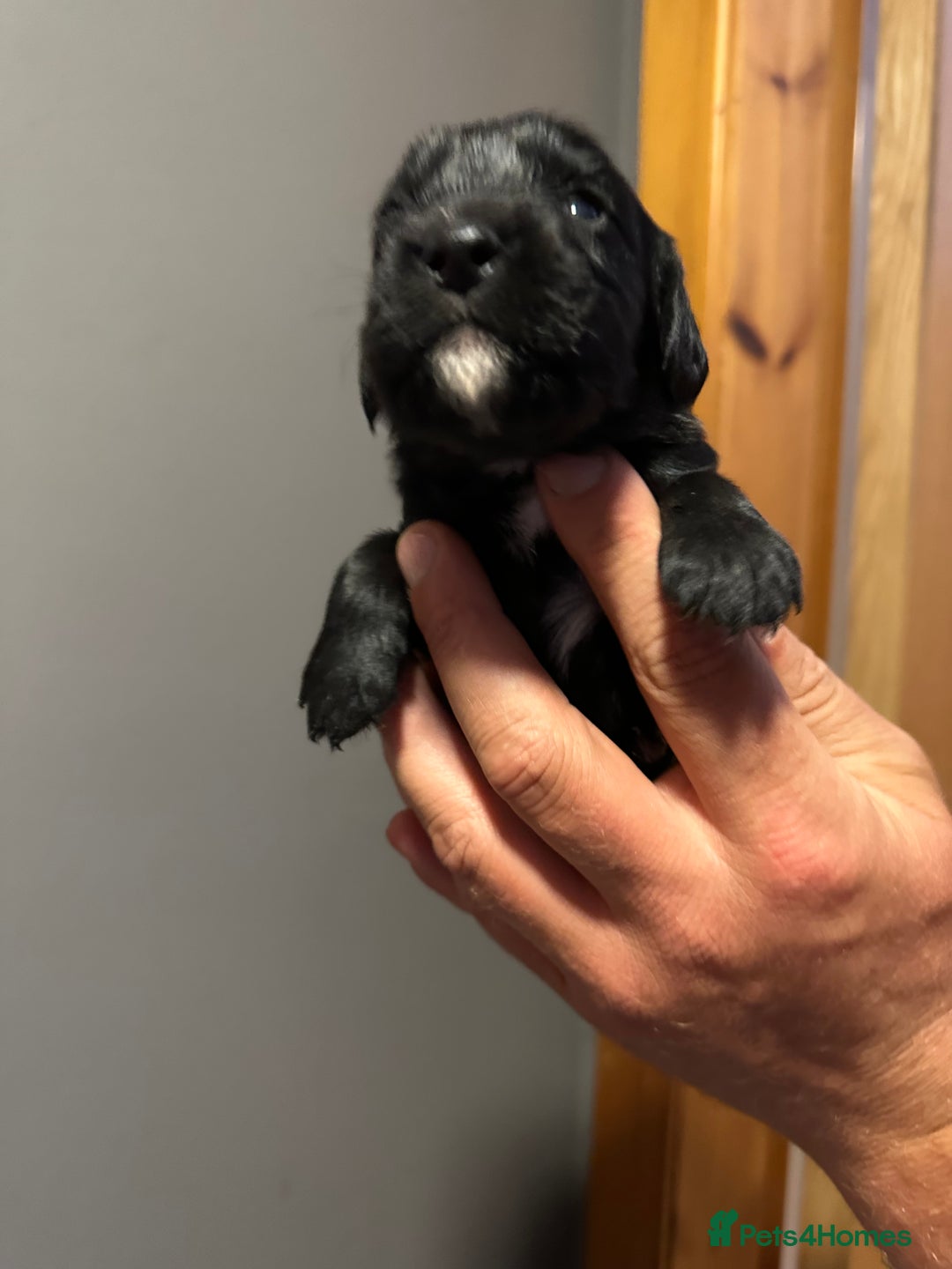 Cocker Spaniel dogs for sale: Kennel Club reg’d Cocker Puppies - Image 17