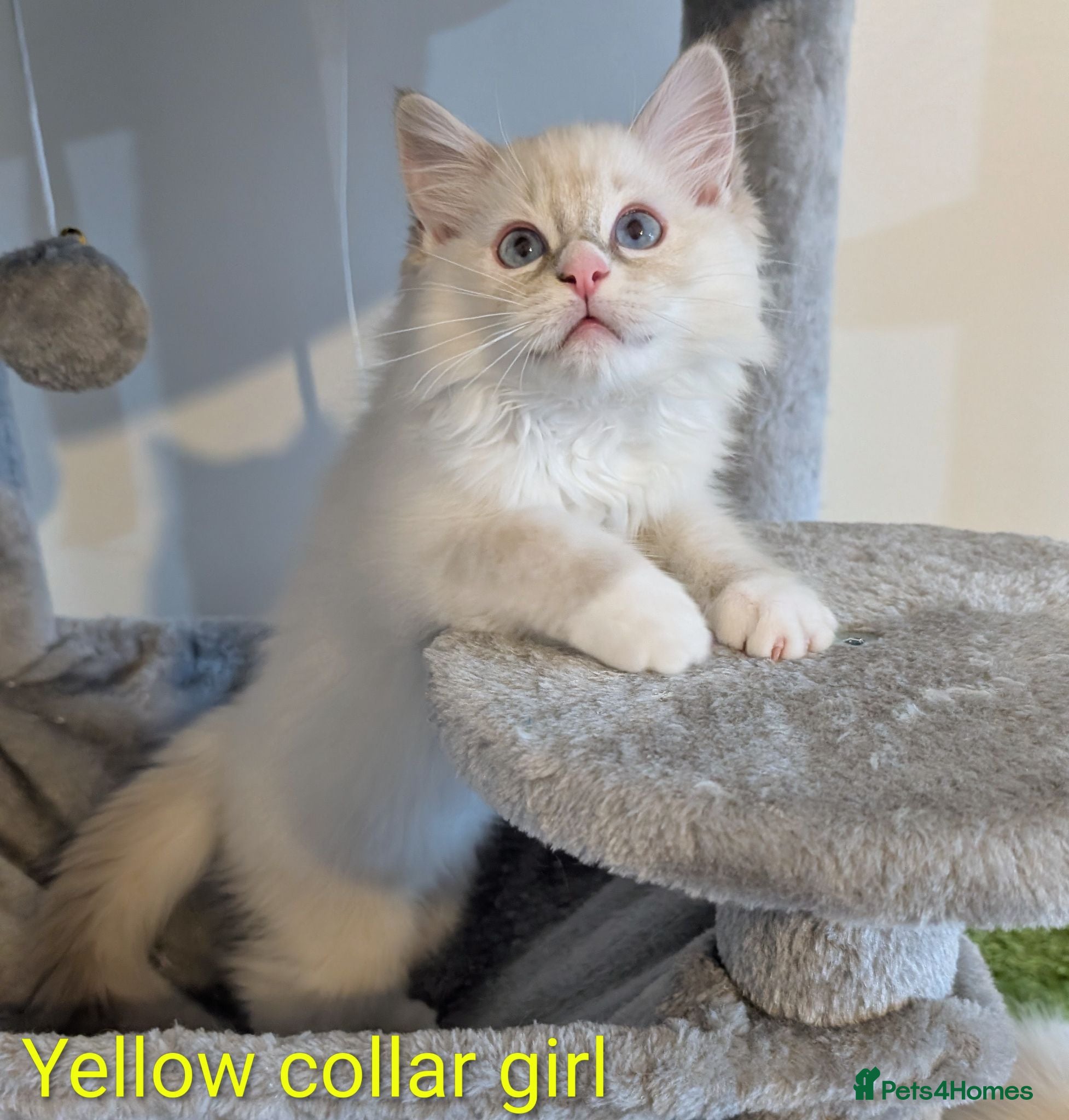 Ragdoll cats 🏆Grandchamp EU TICA Ragdoll kittens  - Advert 7