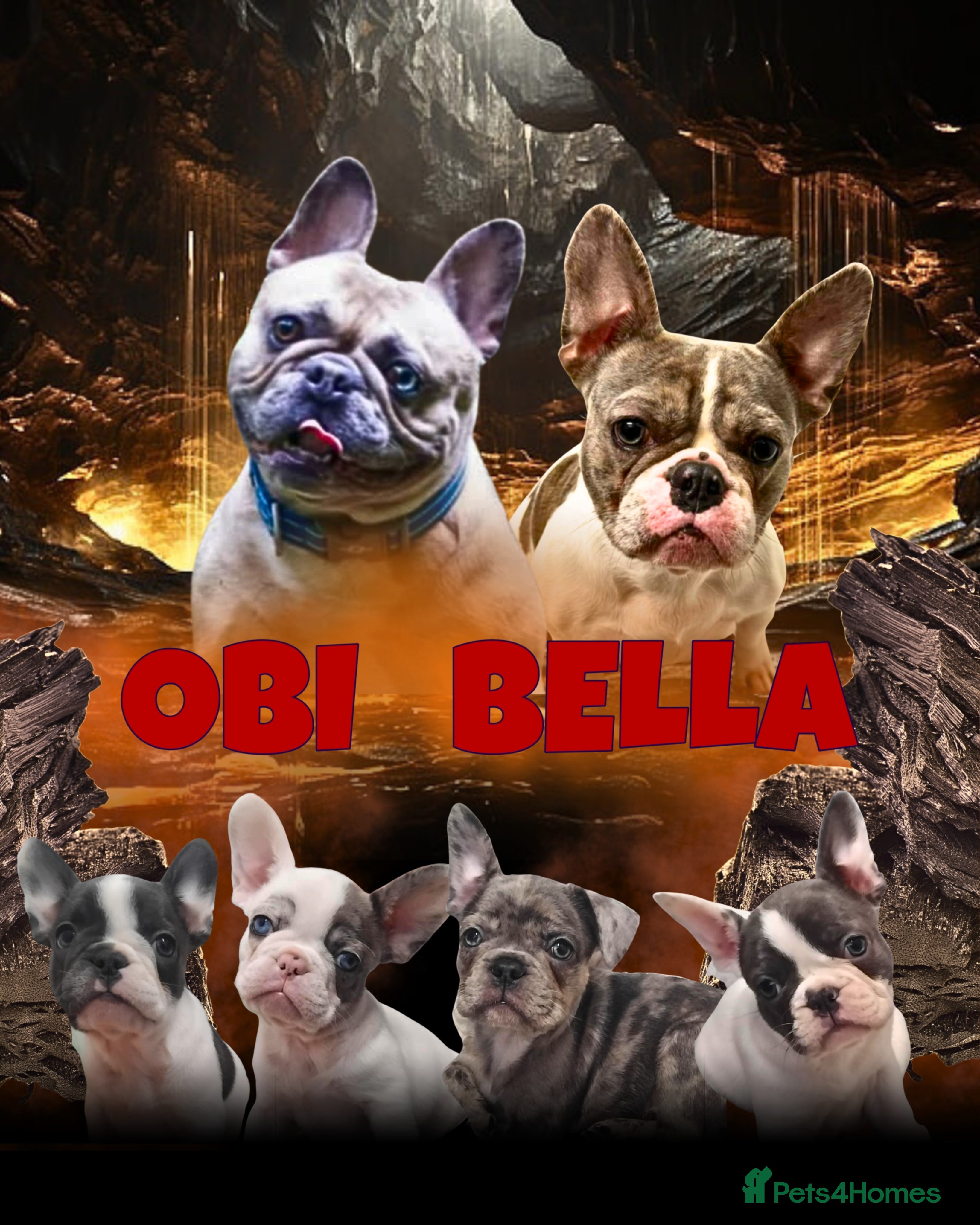 French Bulldog dogs Beautiful French bulldog pups - Advert 8