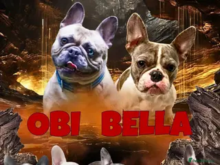 French Bulldog dogs Beautiful French bulldog pups - Advert 8