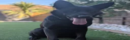 German Shepherd dogs for stud: Solid Black German Shepherd - KC Registered in Egham - Advert 5