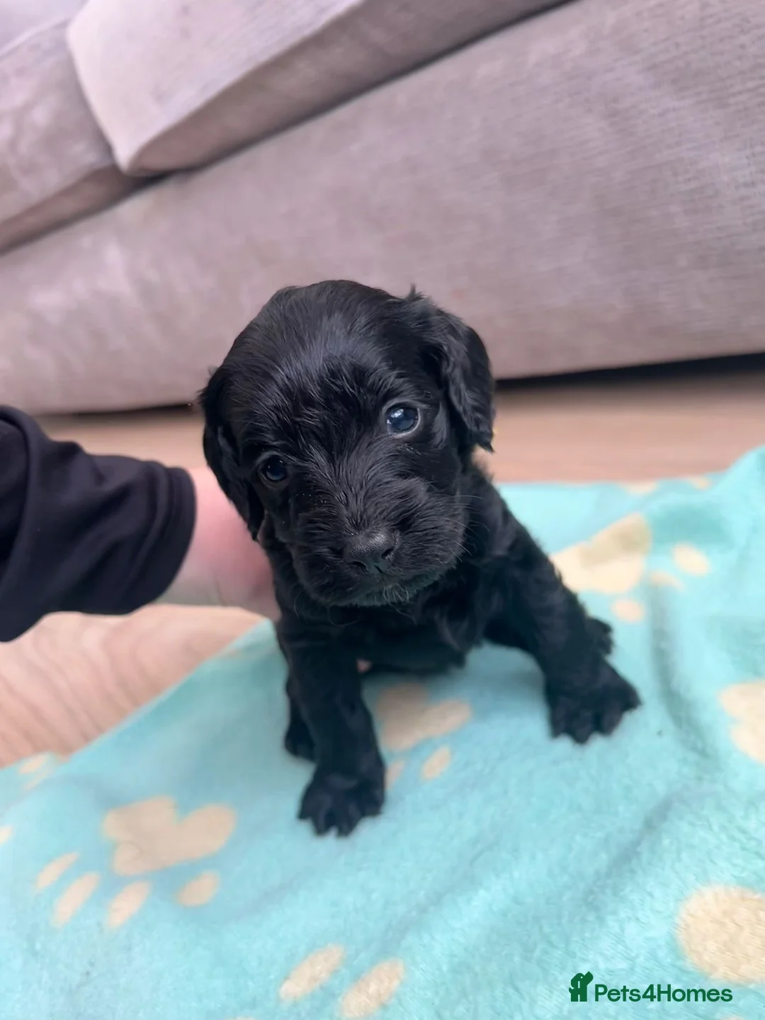Cockapoo dogs for sale: Beautiful cockerpoos  - Advert 6