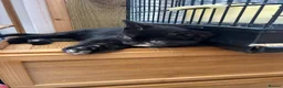 Mixed Breed cats for sale: 3 little baby kittens for sale  - Advert 6