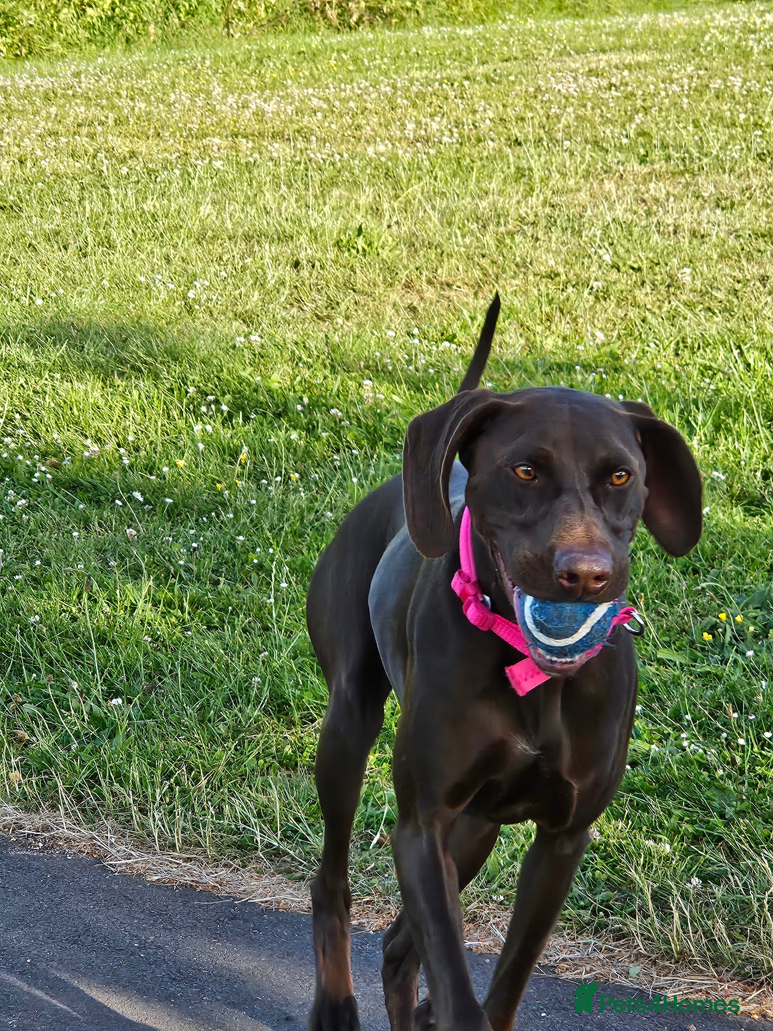 Mixed Breed dogs Our beautiful dog - Advert 1