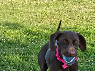 Mixed Breed dogs Our beautiful dog - Advert 1