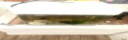 Other/Mixed Breed fish for sale: Small Fish Tank-Small Fish-2 dwarf frogs - Advert 1