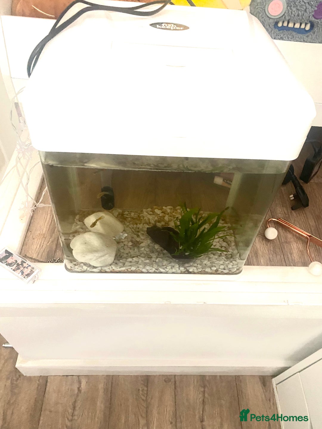 Other/Mixed Breed fish for sale: Small Fish Tank-Small Fish-2 dwarf frogs - Advert 1