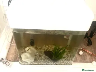 Other/Mixed Breed fish Small Fish Tank-Small Fish-2 dwarf frogs - Advert 8