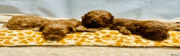 Cavapoo dogs for sale: A Premium litter of F1B Toy Cavapoo Puppies  - Advert 24
