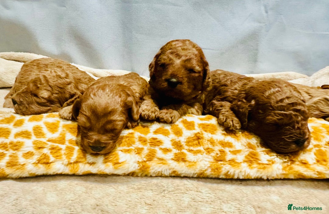 Cavapoo dogs for sale: A Premium litter of F1B Toy Cavapoo Puppies  - Advert 24