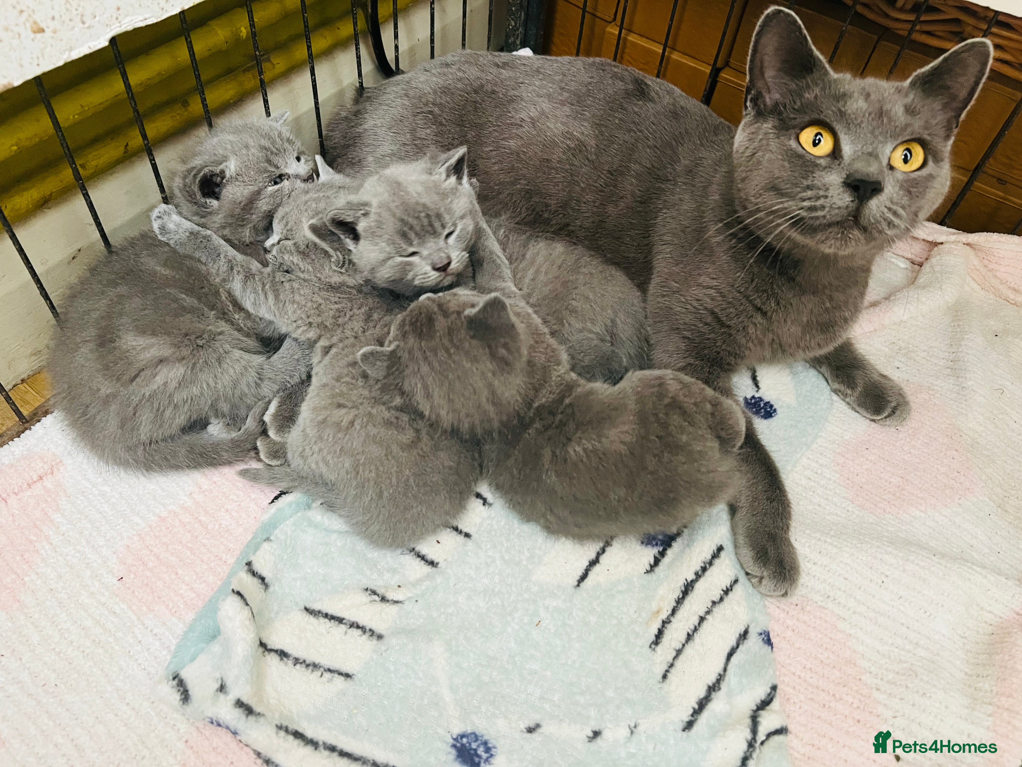 British Shorthair cats Beautiful British Shorthair kittens READY NOW! - Advert 1