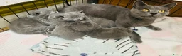 British Shorthair cats for sale: Beautiful British Shorthair kittens READY NOW! - Advert 2