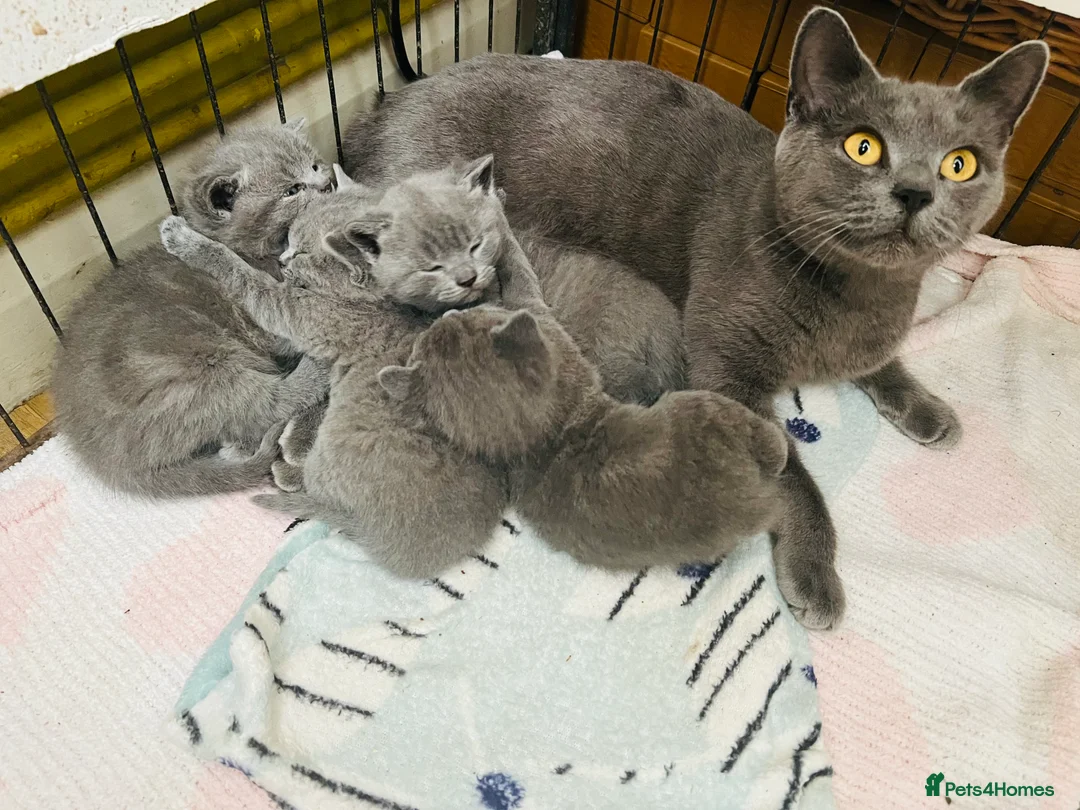 British Shorthair cats for sale: Beautiful British Shorthair kittens READY NOW! - Advert 2