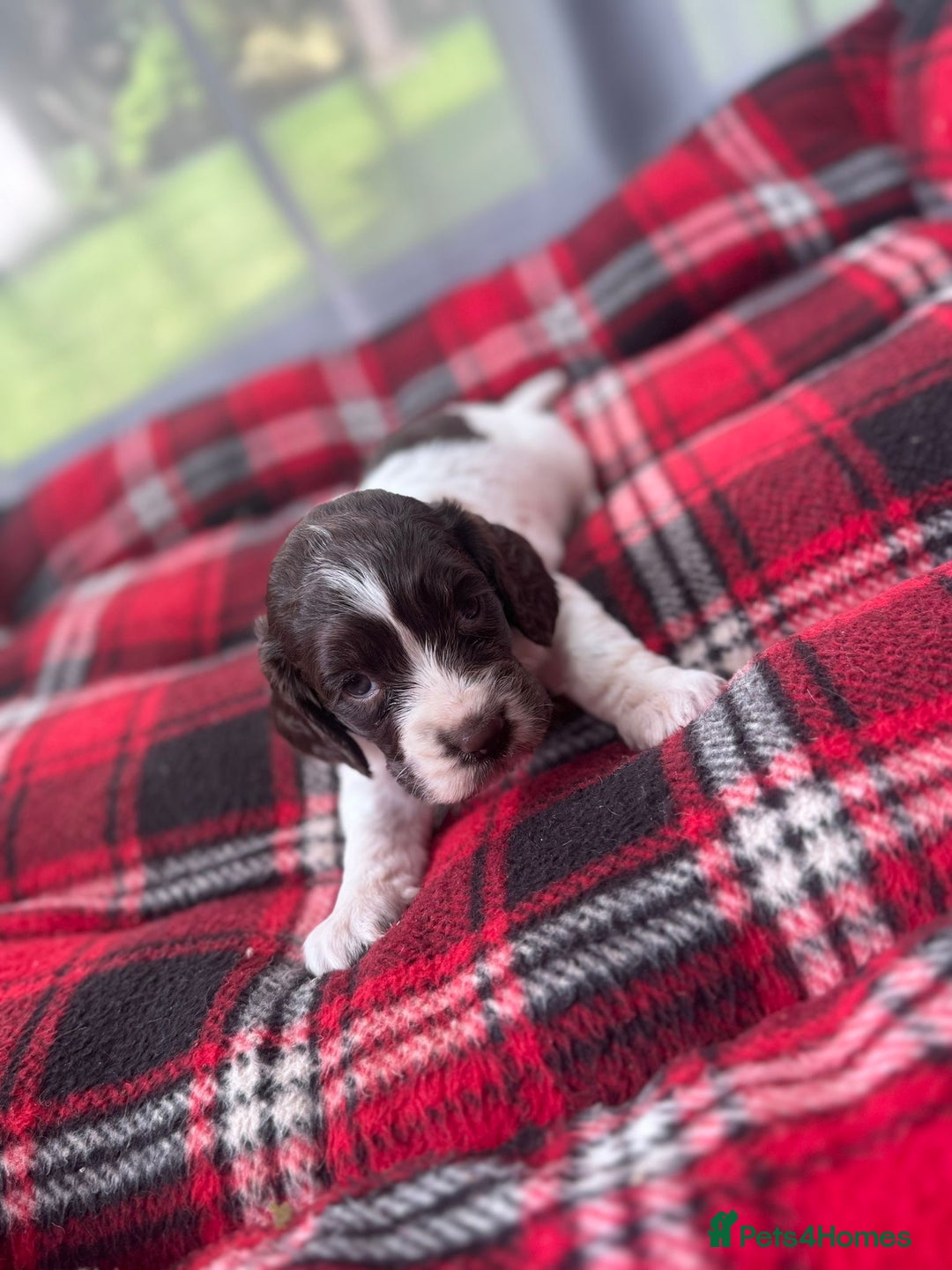 Cocker Spaniel dogs for sale: Cocker spaniel puppies  - Image 10