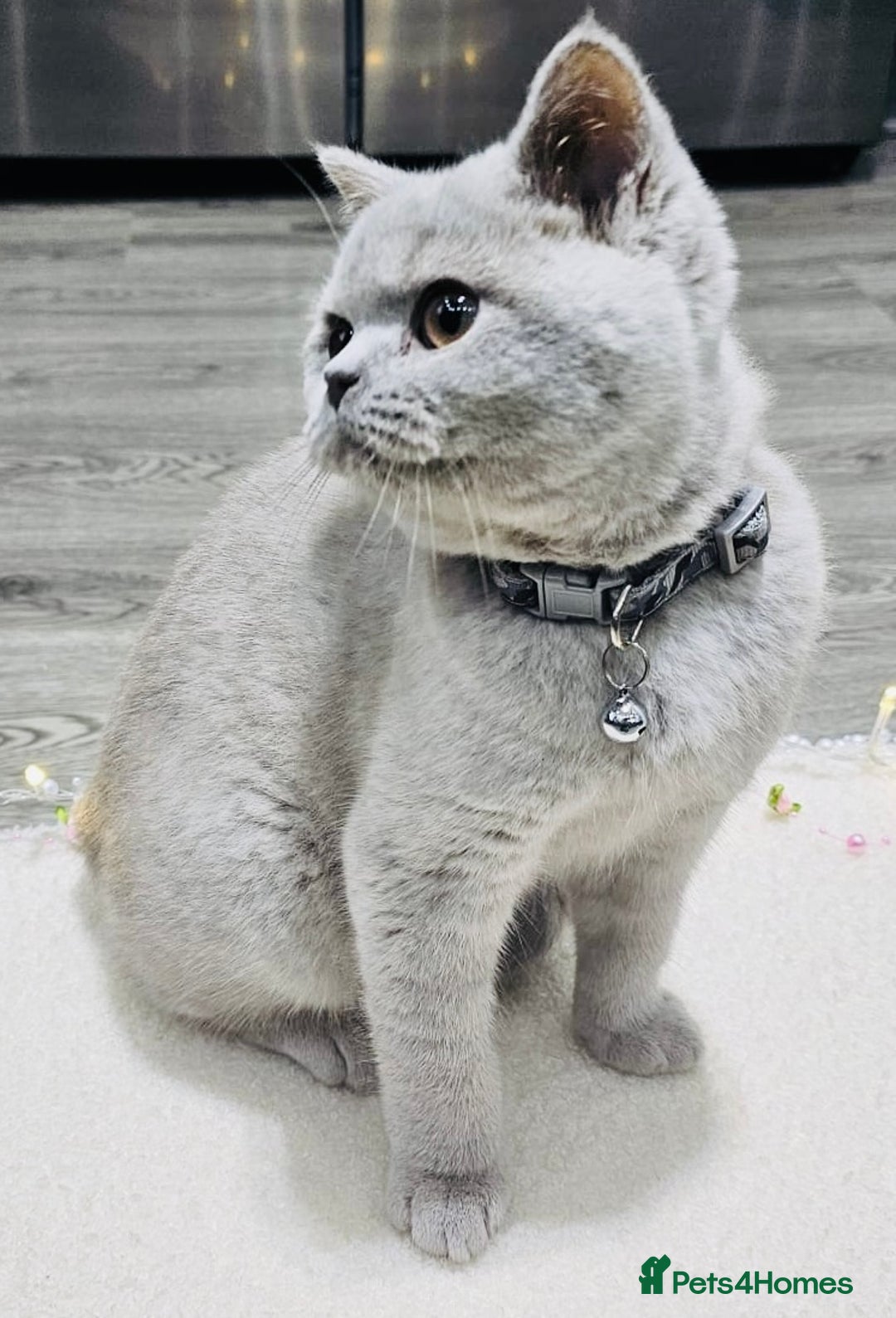 British Shorthair cats for sale: Beautiful Rare Fawn Lilac British Shorthair Girl! - Advert 12