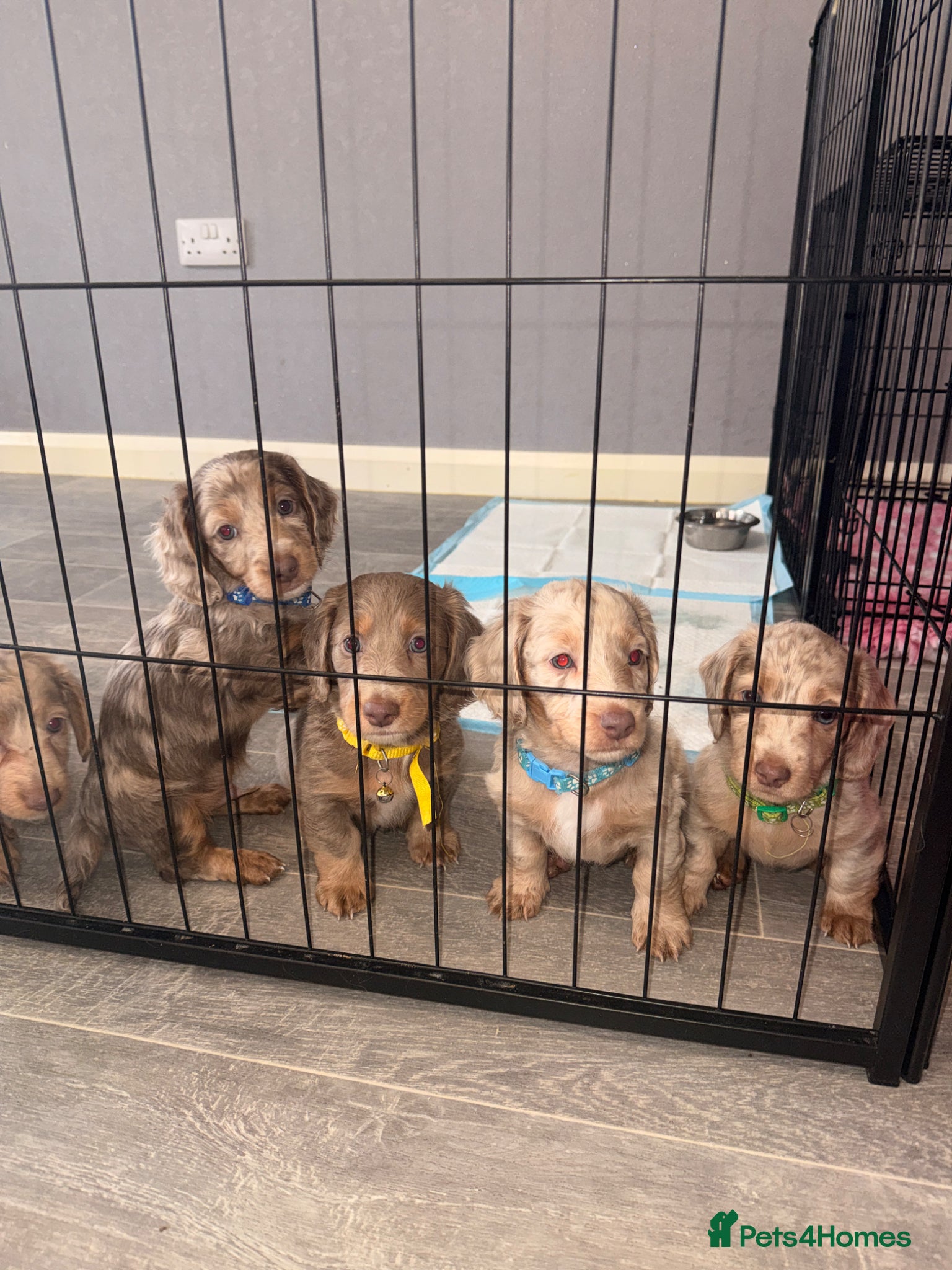 Miniature Dachshund dogs Long haired minature dachshunds - Advert 3