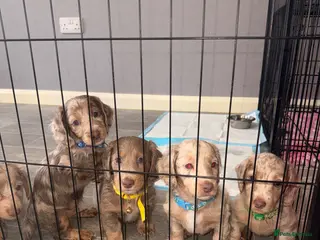 Miniature Dachshund dogs Long haired minature dachshunds - Advert 3