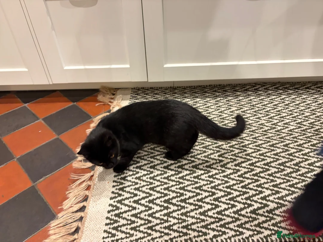 Mixed Breed cats for sale: Lovely kitten 🐈‍⬛  in Kidlington - Advert 2