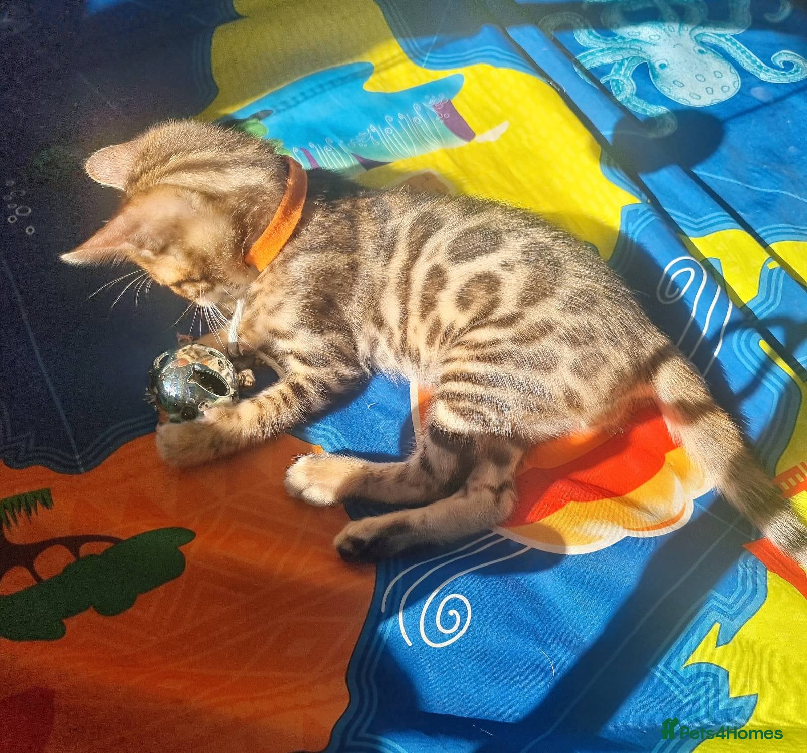Bengal cats Stunning Litter of Bengal Kittens. Tica Registered - Advert 11