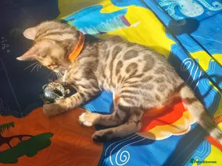 Bengal cats Stunning Litter of Bengal Kittens. Tica Registered - Advert 11