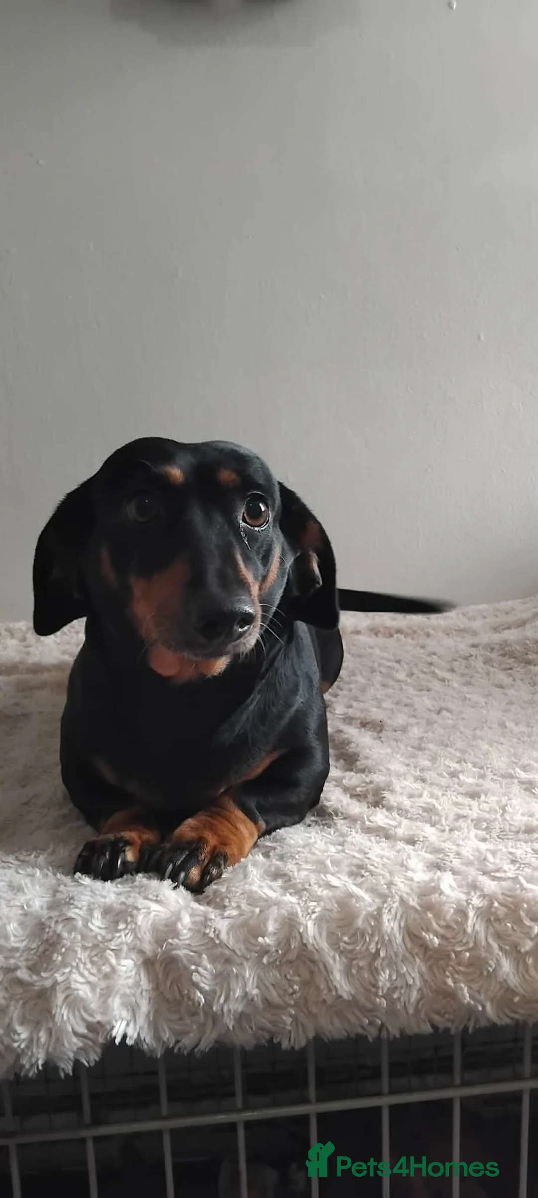 Miniature Dachshund dogs for sale: Here i have my beautiful pet - Advert 2