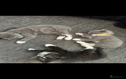 British Shorthair cats for sale: Blue British short-hair kittens - Image 4