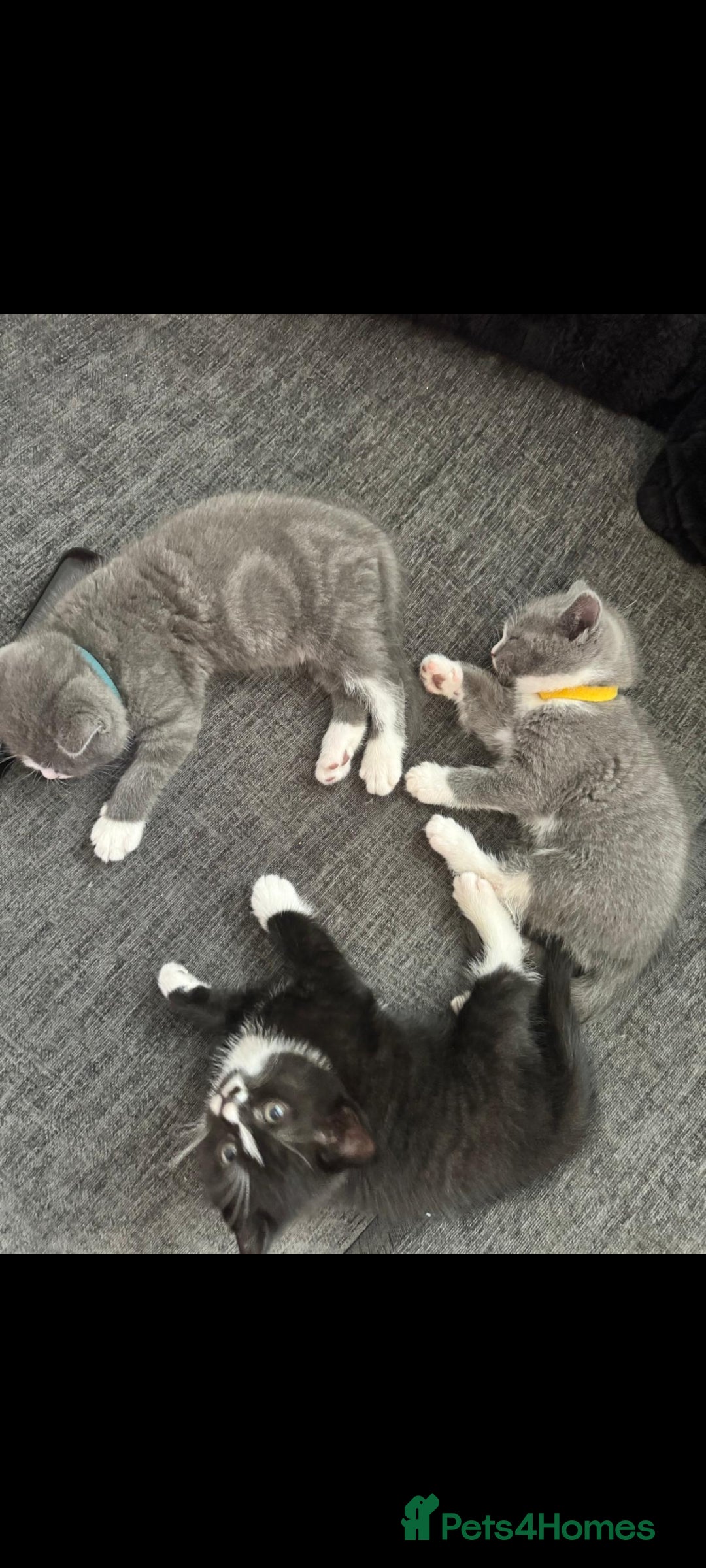 British Shorthair cats for sale: Blue British short-hair kittens - Image 4