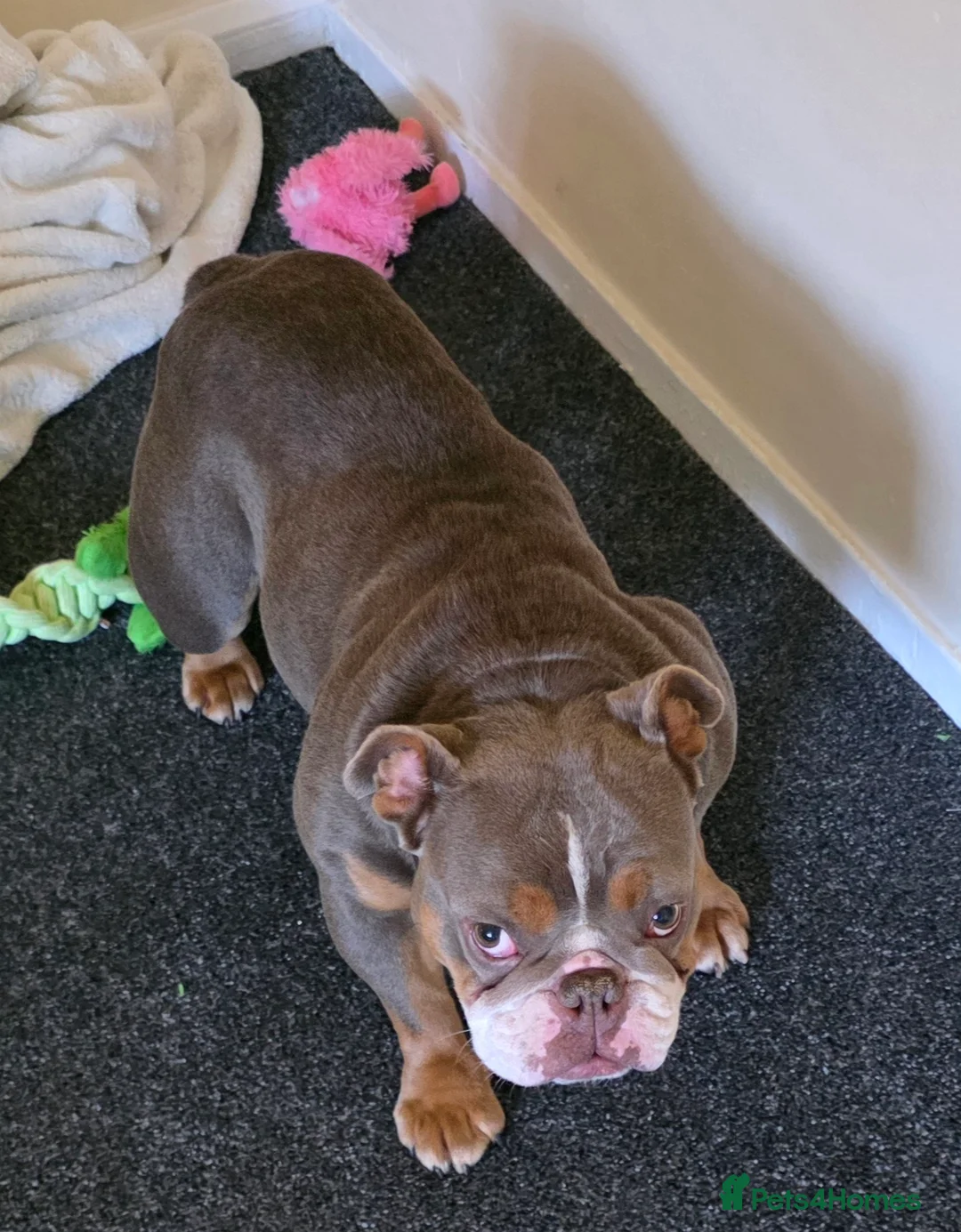 English Bulldog dogs for sale: Brown and Tan pedigree English Bulldog - Advert 2