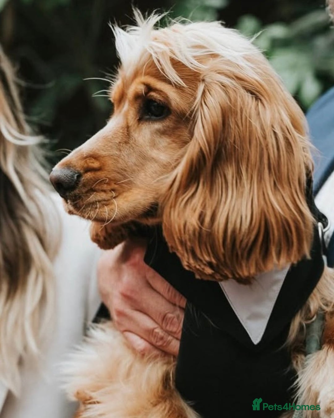 Cocker Spaniel dogs for stud: English Show Cocker Spaniel for Stud - Advert 1