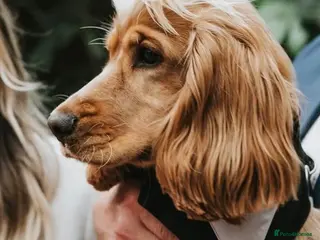 Cocker Spaniel dogs English Show Cocker Spaniel for Stud - Advert 22