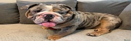 English Bulldog dogs for stud: Direct ICEMAN son for stud  in Wirral - Advert 2
