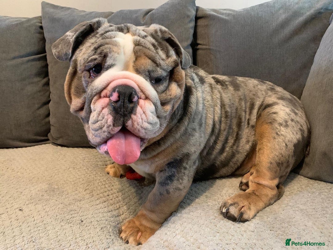 English Bulldog dogs for stud: Direct ICEMAN son for stud  in Wirral - Advert 2