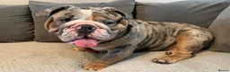 English Bulldog dogs for stud: Direct ICEMAN son for stud  in Wirral - Advert 2