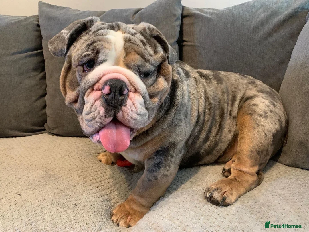 English Bulldog dogs for stud: Direct ICEMAN son for stud  in Wirral - Advert 2