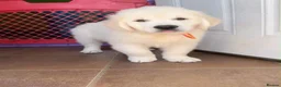 Golden Retriever dogs for sale: GOLDEN RETRIEVER PUPPIES - Advert 7