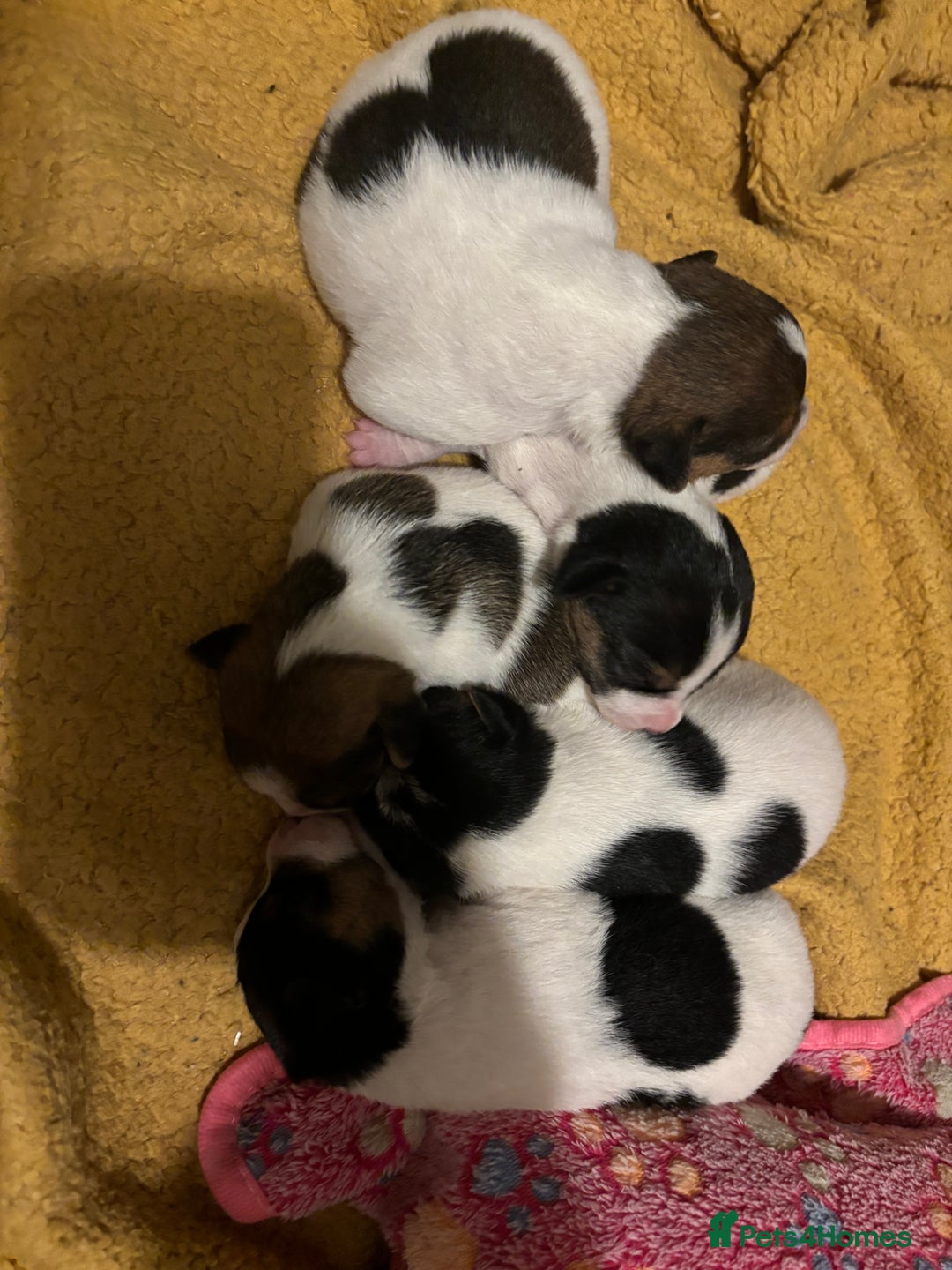 Jack Russell dogs for sale: Jack Russell puppies  - Advert 12