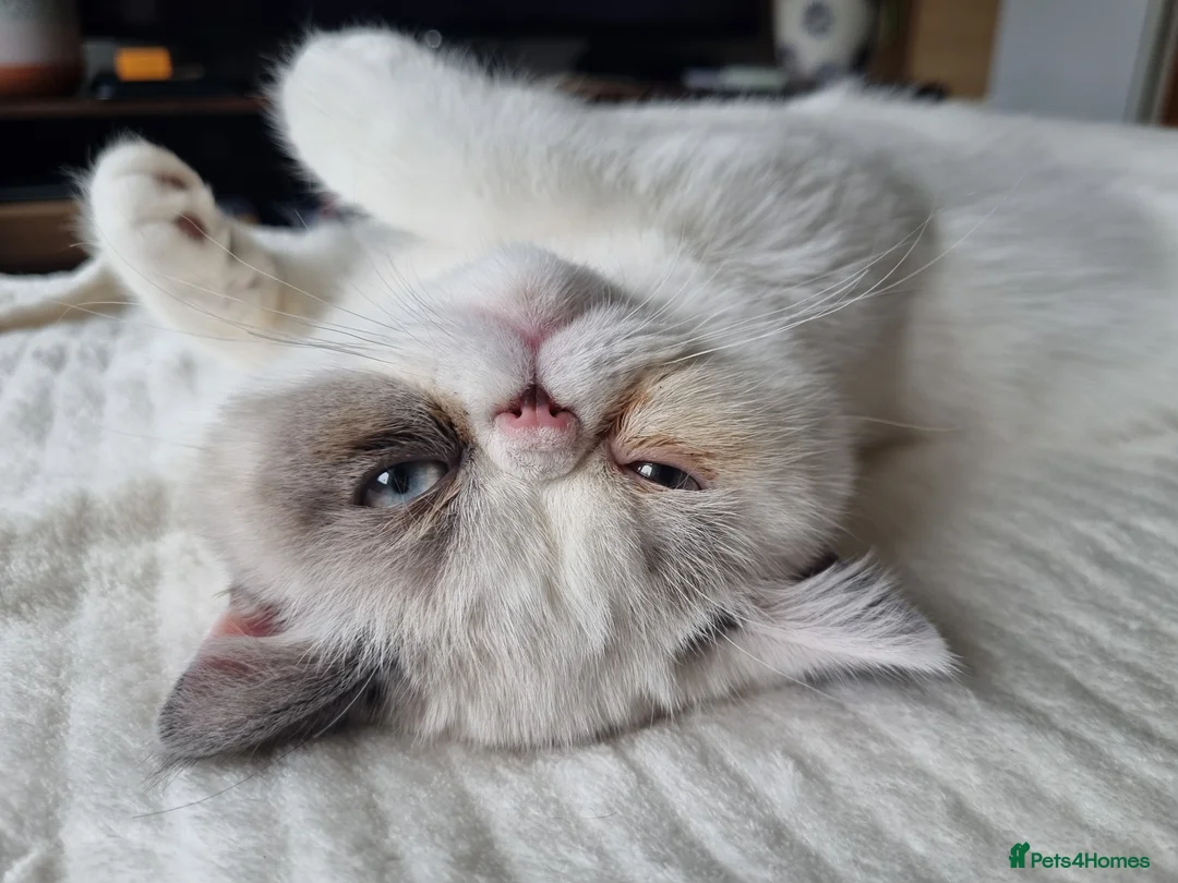 Exotic cats for sale: Exotic Shorthair Male for Sale  - Advert 2