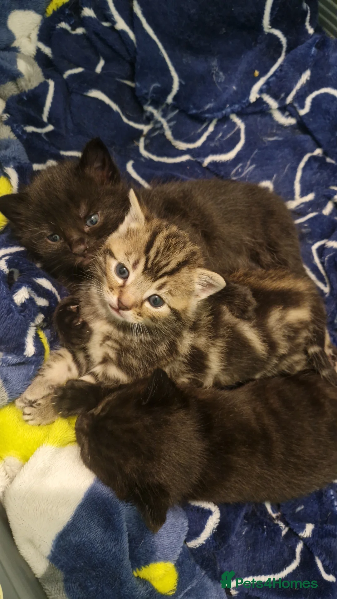 Mixed Breed cats for sale: Mixed Bengal Kitten  - Advert 5