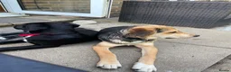 Mixed Breed dogs for adoption: Quinn is 6 months Macedonian rescue  - Advert 3