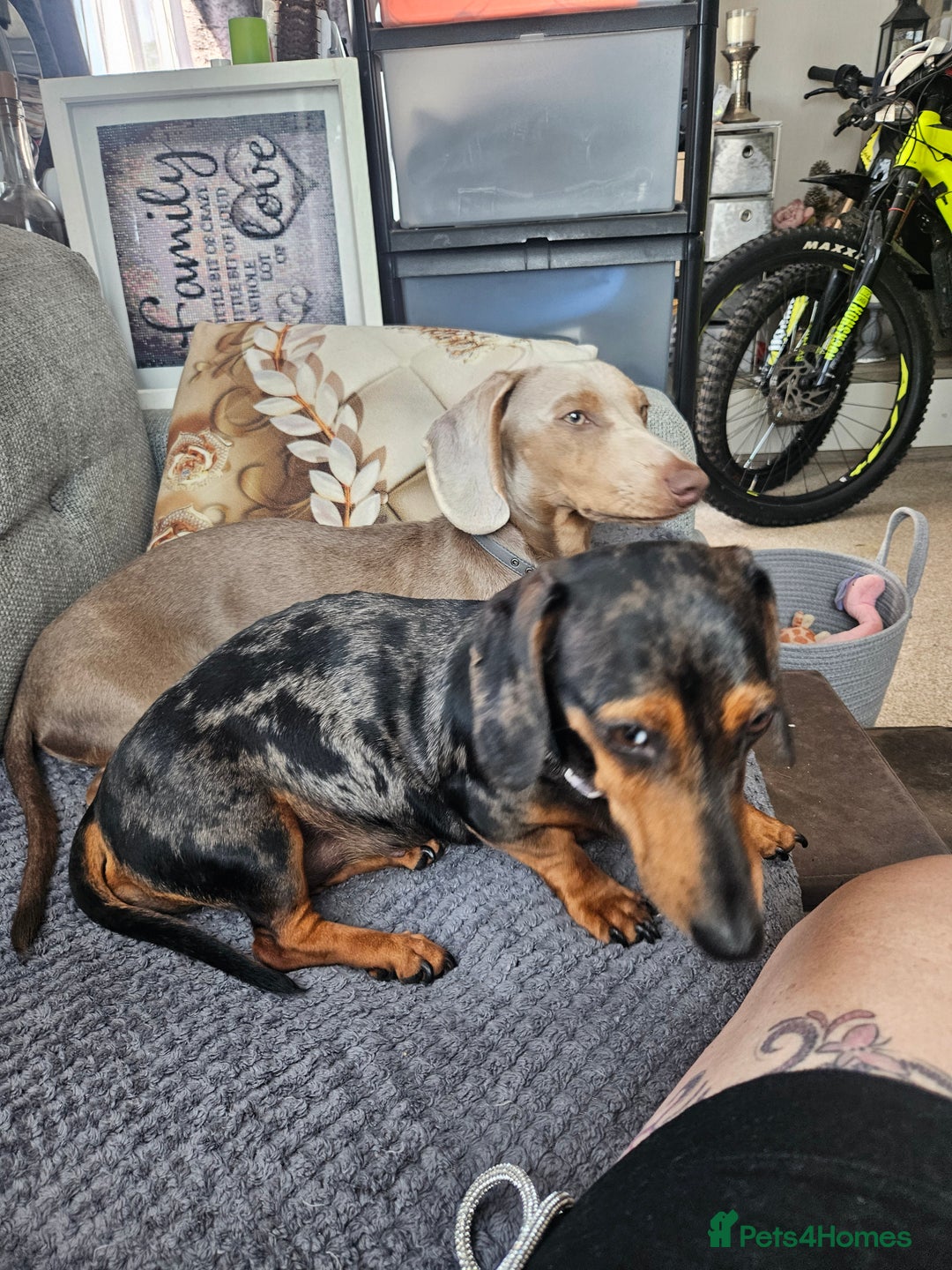 Dachshund dogs for sale: Dachshund puppies for sale - Image 7