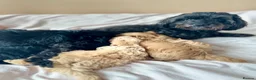 Maltipoo dogs for sale: Maltipoo Puppies - Advert 5
