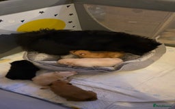 Pomeranian dogs for sale: Pomeranian pups  - Advert 1