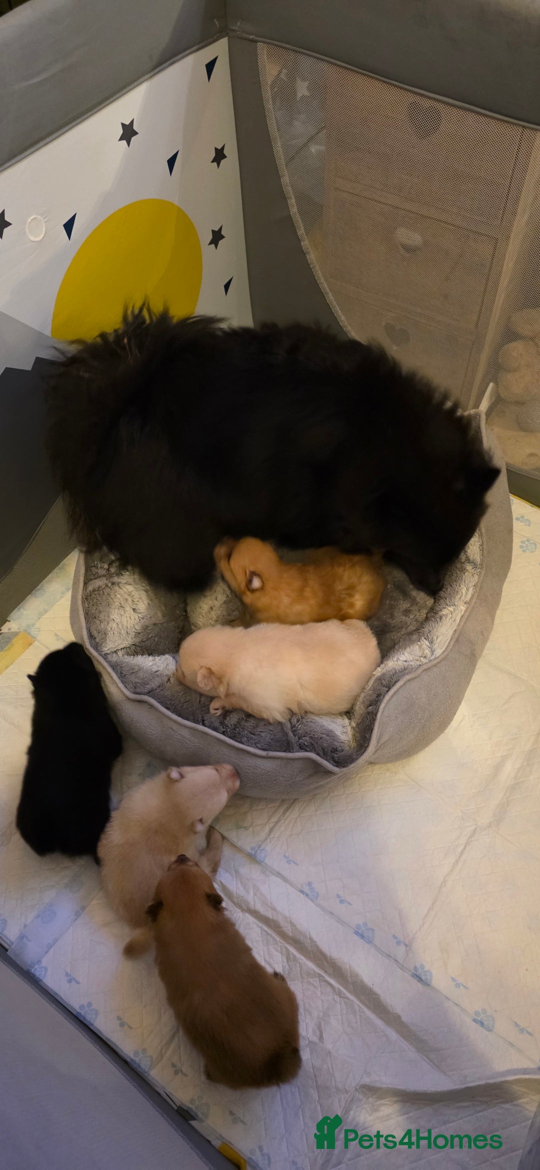 Pomeranian dogs for sale: Pomeranian pups  - Advert 1