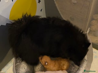 Pomeranian dogs Pomeranian pups - Advert 1